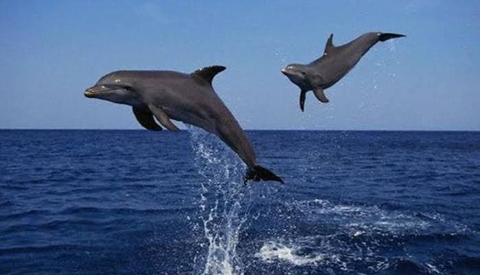 Lovina Dolphin Port Sunrise